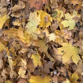 autumn leaves on the ground
