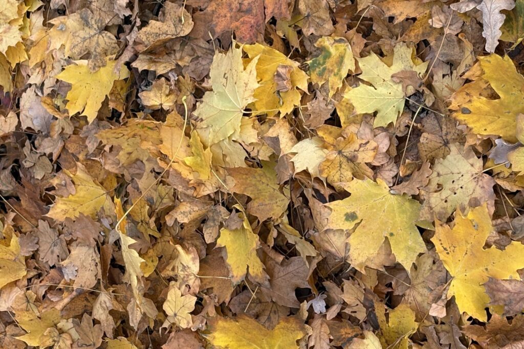 Yellow and brown autumn leaves scattered across the ground